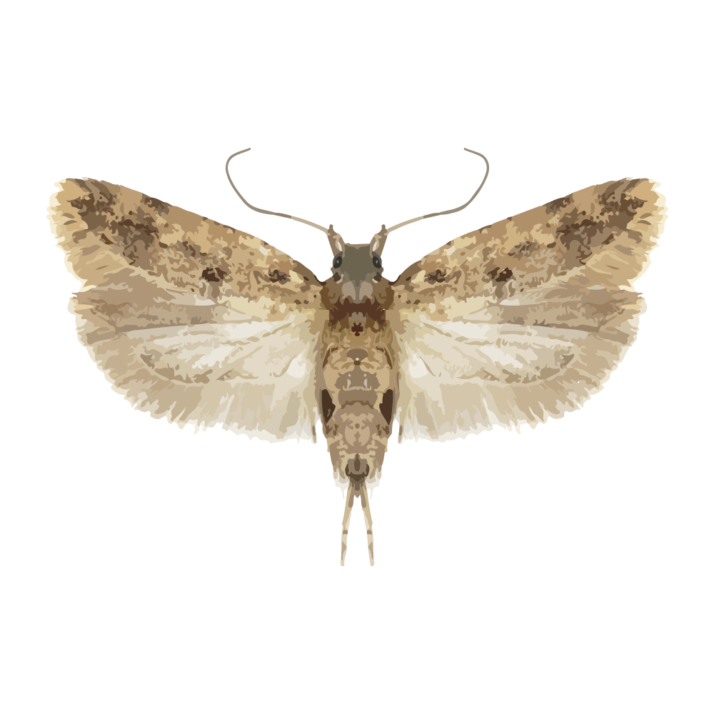 insect