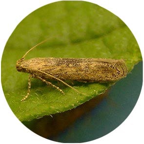insect