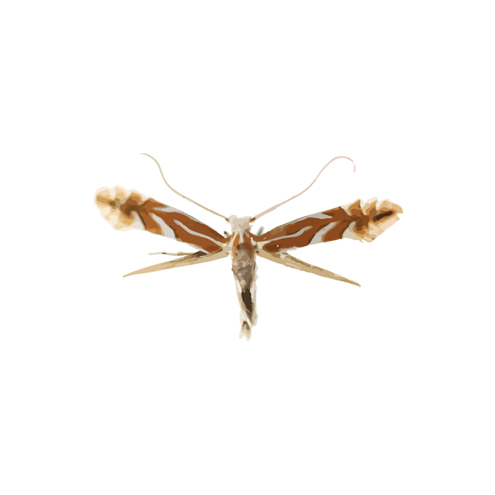 insect