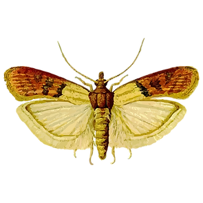 insect
