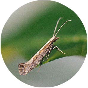 insect