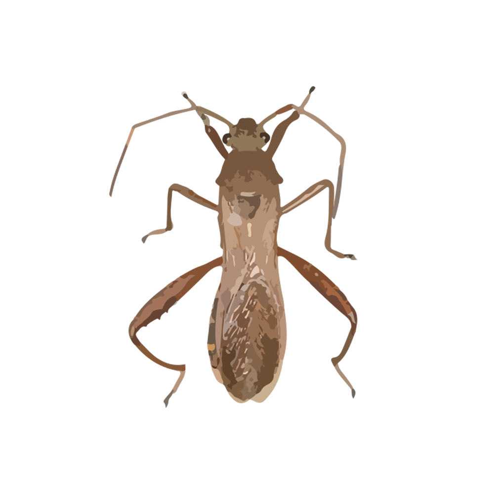 insect