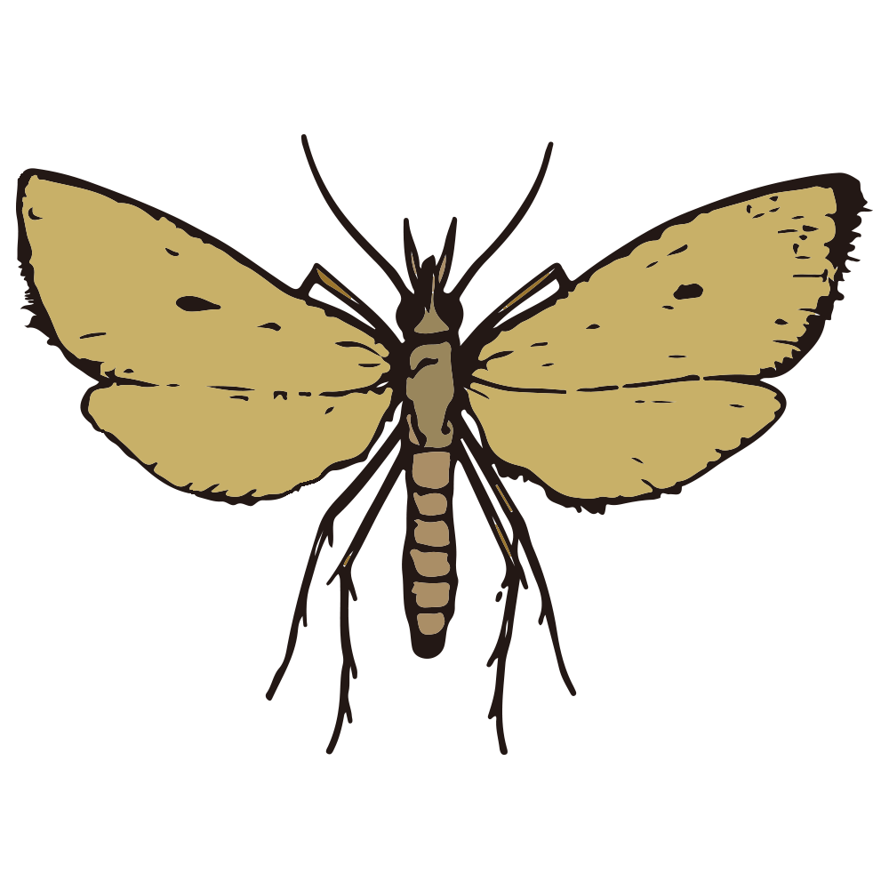 insect