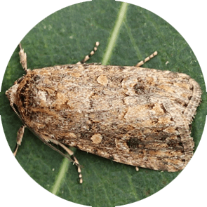 insect
