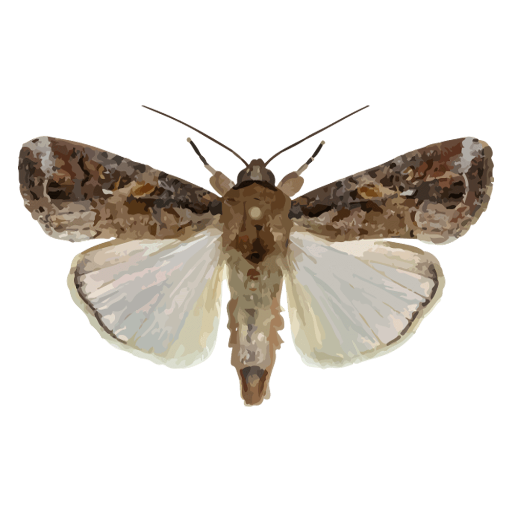 insect