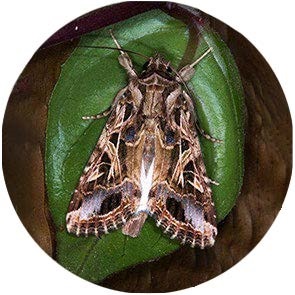 insect