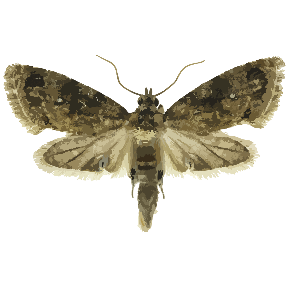 insect