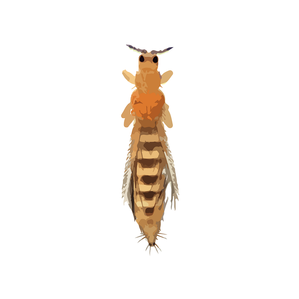 insect