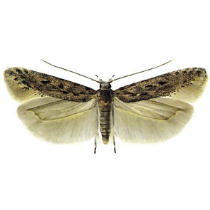insect