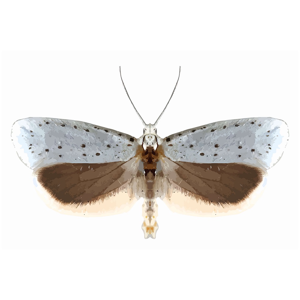 insect