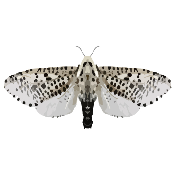 insect