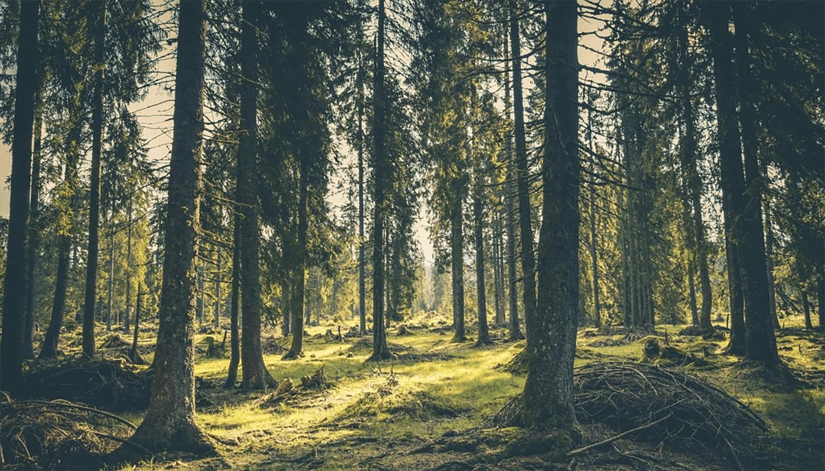solution forestry