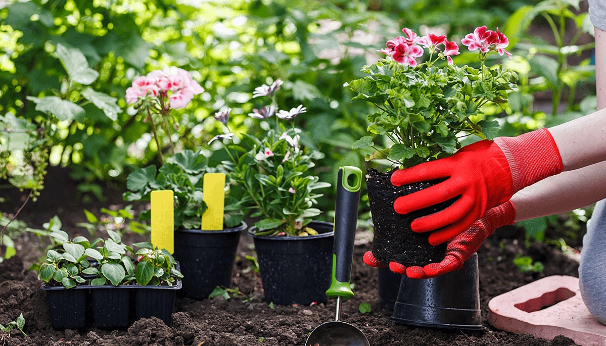 solution home garden