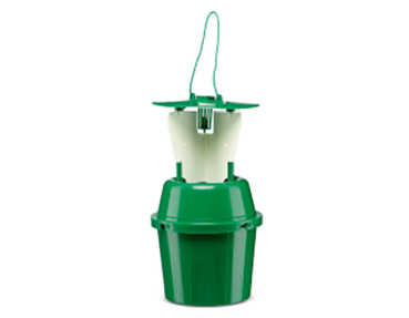 Raspberry Beetle Trap