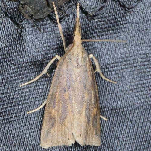 insect