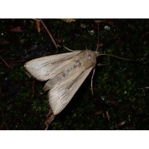 insect
