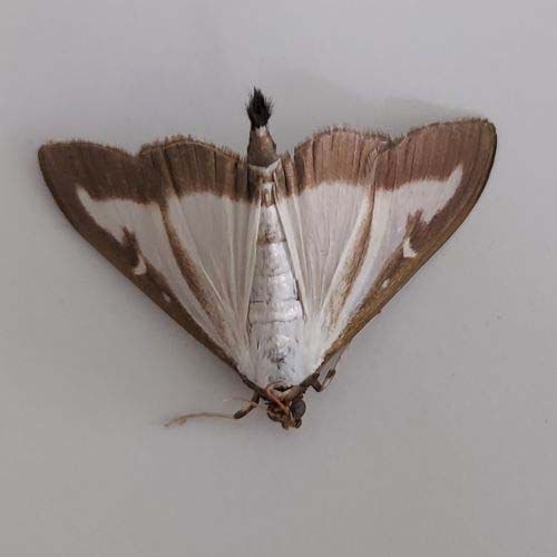 insect