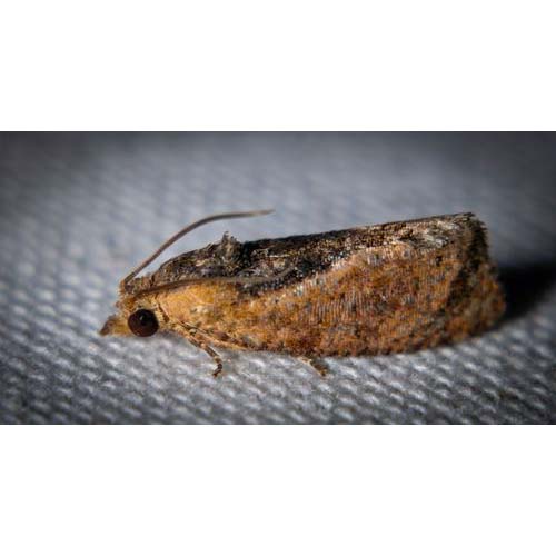 insect