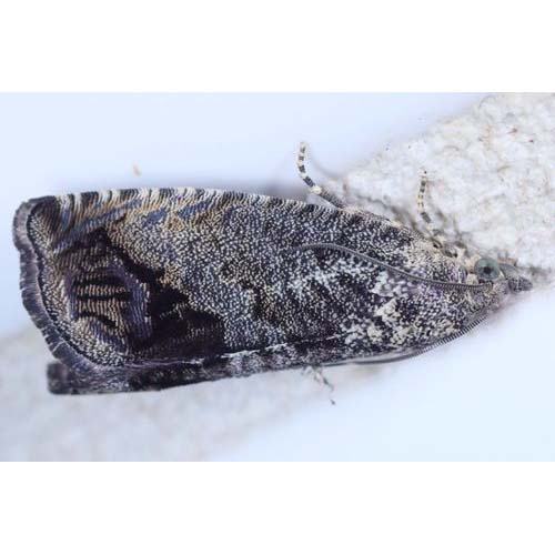 insect