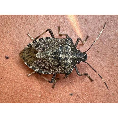 insect