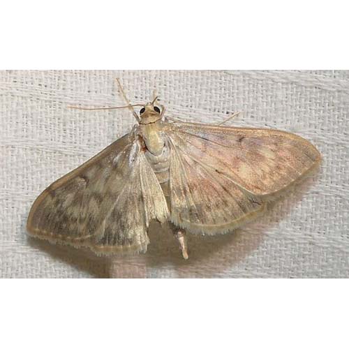 insect