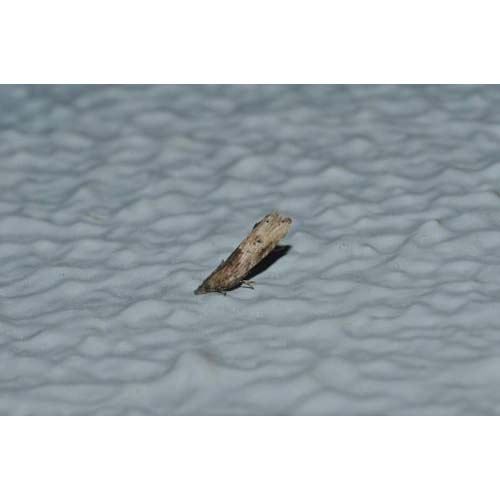 insect