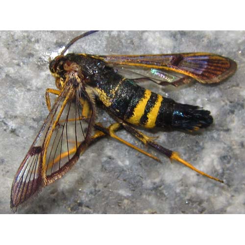 insect