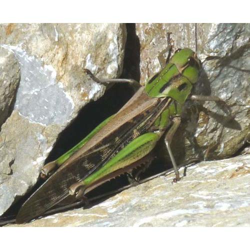 insect