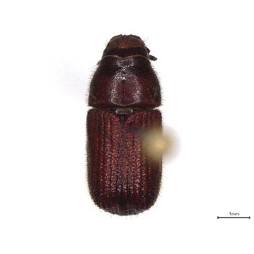 insect