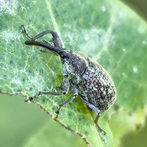 insect