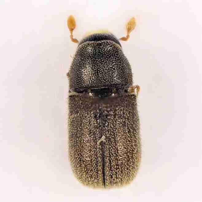 insect