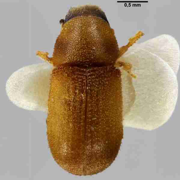 insect