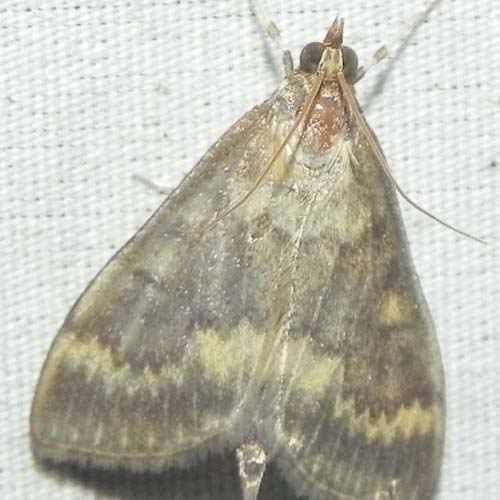 insect