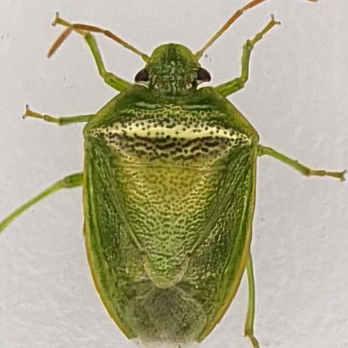 insect