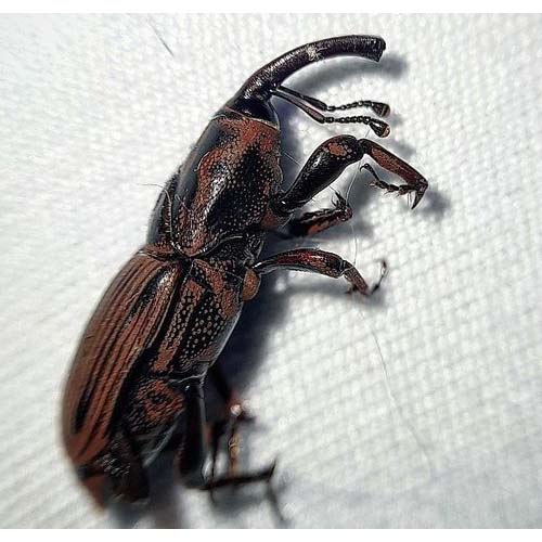 insect