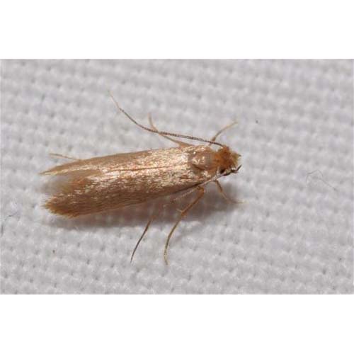 insect