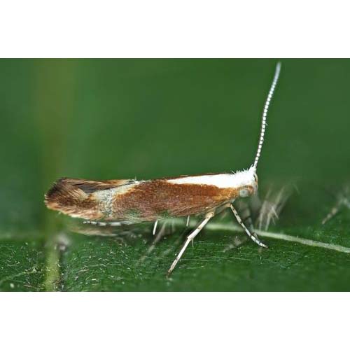 insect