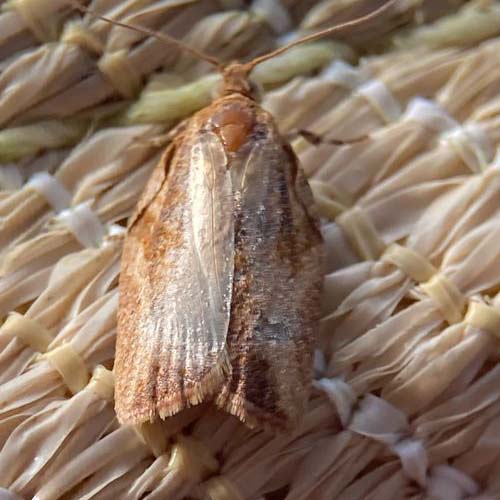 insect