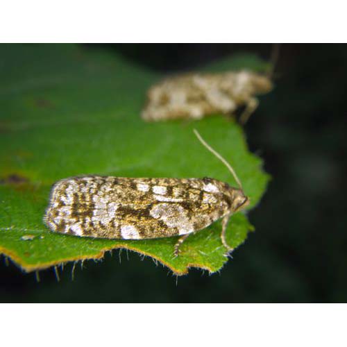 insect