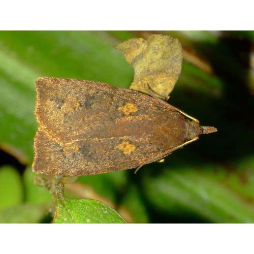 insect