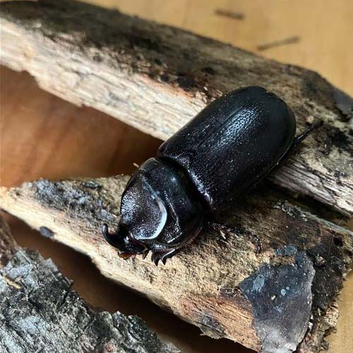 insect