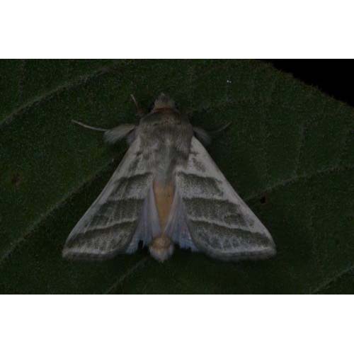 insect