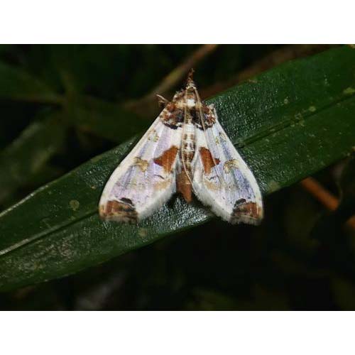 insect