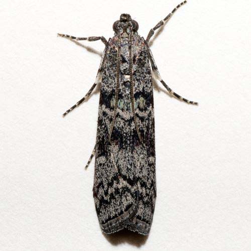 insect