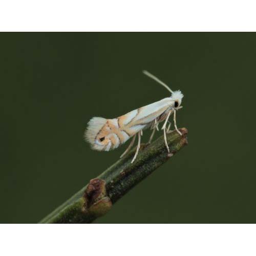 insect