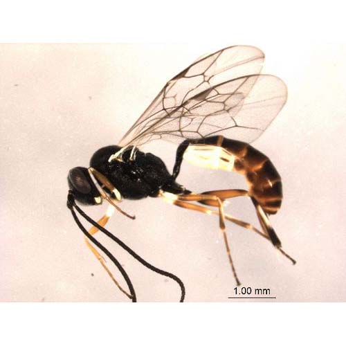 insect