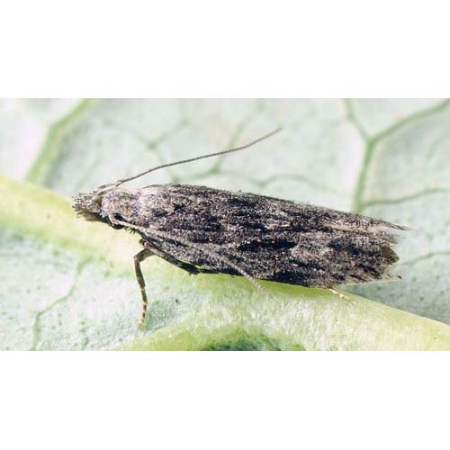 insect