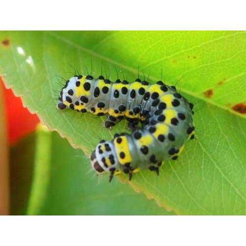 insect
