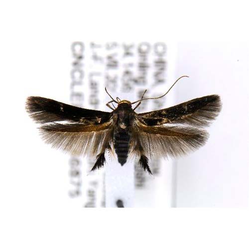 insect