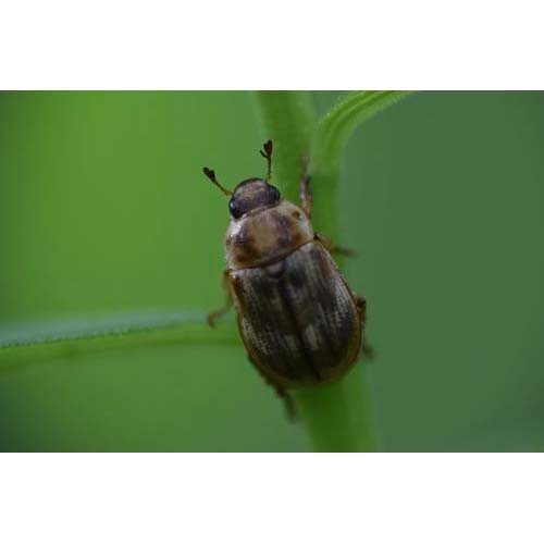 insect